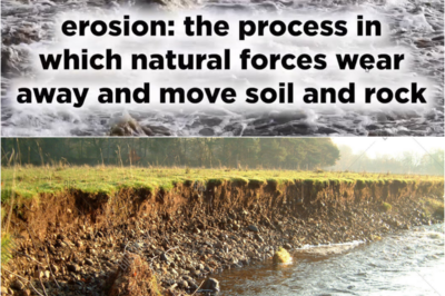 The Silent Erosion: Deciphering the Impact of Fees and Expenses on Long-Term Wealth